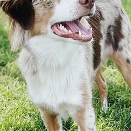 Aussiedoodles and Miniature Australian Shepherds from Go West Mini Aussies