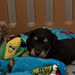 Rambo - Black and cream male Dachshund puppy in New Smyrna Beach, Florida from J & L Mini D’s