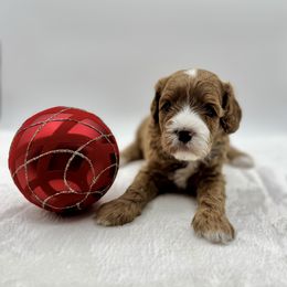 Sugar - Apricot female Cavapoo puppy in La Vernia, Texas from Texas Teddy Bears
