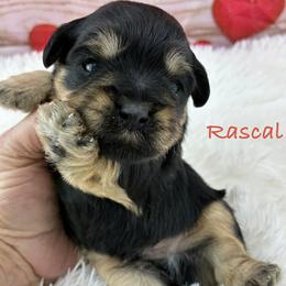 Rascal - Black male Miniature Schnauzer puppy in Sylvania, Georgia from Southern Sky Miniature Schnauzers