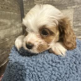 John - Blenheim male Cavapoo puppy in Camden, Michigan from FurEver Friends Finder