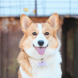 Sparky - Pembroke Welsh Corgi