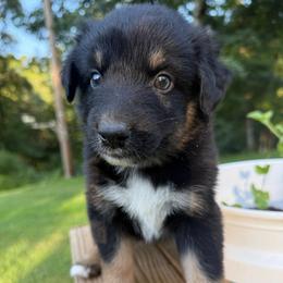 Forge - Black tri-color male Australian Shepherd puppy in Columbia, Kentucky from Caywood Aussies