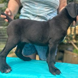 Neo, Boy 2 - Cane Corso puppy from K9 Guardian Cane Corso