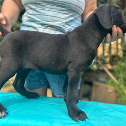 Neo, Boy 2 - Cane Corso puppy from K9 Guardian Cane Corso