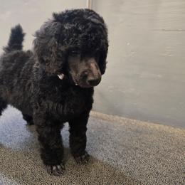 White Collar - Blue female Poodle puppy in Patterson, California from Paterson Poodles