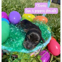 Clover - Black and tan female Schnoodle puppy in Lathrop, Missouri from RR Schnoodles