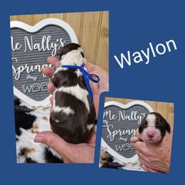 Waylon - Liver and white male English Springer Spaniel puppy in Freeland, Michigan from McNally's Springer Spaniels