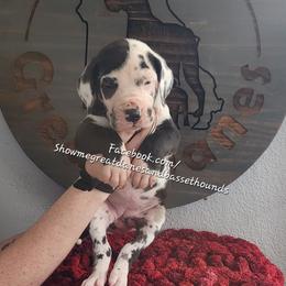 Red Collar - Harlequin female Great Dane puppy in Alton, Illinois from Show Me Great Danes and Basset Hounds