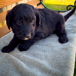 Bernedoodle and Siberian Husky Puppies from Timberline Paws