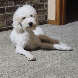 Daisy - Goldendoodle