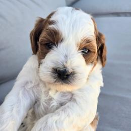 Topaz - Blenheim male Cavapoo puppy in Blackfoot, Idaho from Rocky Desert Goldens and Cavaliers
