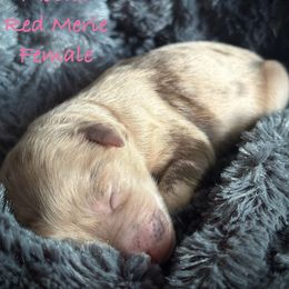 Cocoa - Red merle female Aussiedoodle puppy in Mulino, Oregon from Korbella Farm