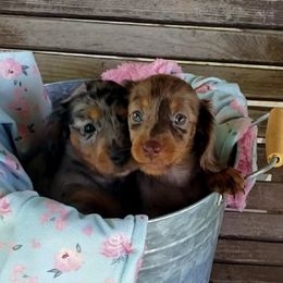 Dachshund Puppies from FLYING L Dachshund Academy