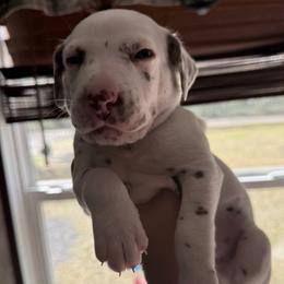 Shadow - White and liver brown male Dalmatian puppy in Hastings, Florida from Love My Spotty Dalmatians