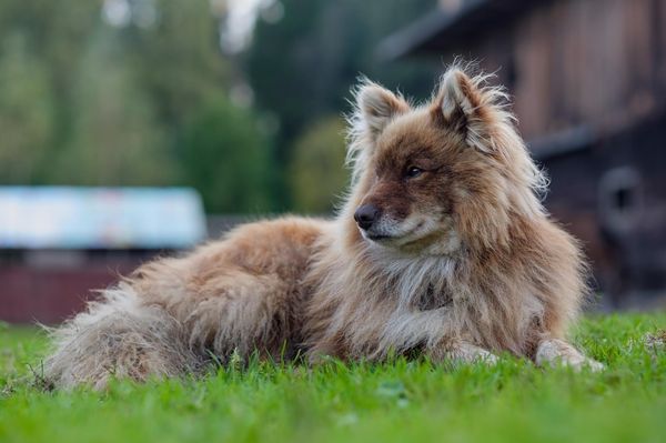 Find Nenets Herding Laika puppies for sale
