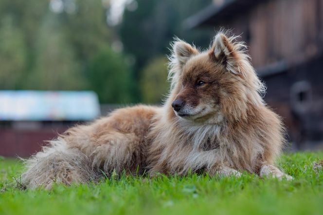 Nenets Herding Laika