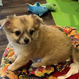 Manny - Fawn Chihuahua puppy in Simpsonville, Kentucky from Isa's Chihuahuas