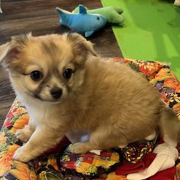 Manny - Fawn Chihuahua puppy in Simpsonville, Kentucky from Isa's Chihuahuas