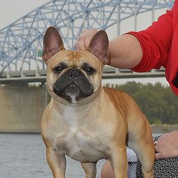 Mack - French Bulldog