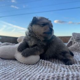 Golden Boy - Orange sable male Pomeranian puppy in Abilene, Texas from Blessedpoms
