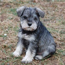 Miniature Schnauzer Puppies from Rivertree Miniature Schnauzers