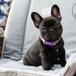 French Bulldog Puppies from A & B French Bulldogs