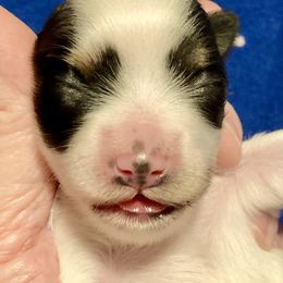 Maltipoo, Morkie, and Yorkipoo Puppies from Danza Bolo