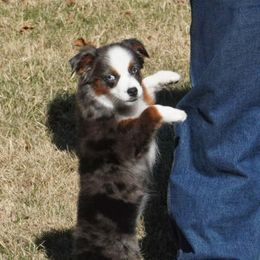 Tiny blue merle female - Blue merle female Miniature Australian Shepherd puppy in Lawton, Oklahoma from Lindsey’s Aussies