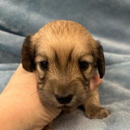 Daphne - Cream female Dachshund puppy in Memphis, Tennessee from River City Doxies