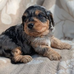 Liam - Merle male Cavapoo puppy in East Earl, Pennsylvania from Puppy Adventures LLC