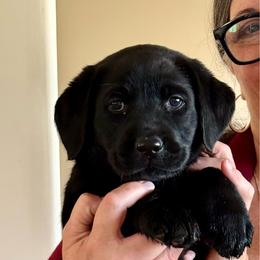 Girl 4 - Black female Labrador Retriever puppy in Ranchita, California from Pacific Crest Labradors