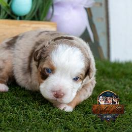 Tempest - Red merle female Miniature Australian Shepherd puppy in Granbury, Texas from Best Little Aussies