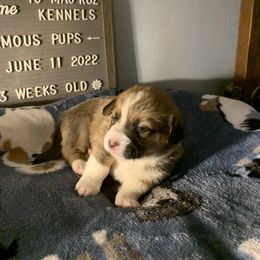 American Corgi Puppies from Mac-Kuz Kennels