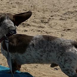 Dachshunds from Dachshund Dreams (miniature)