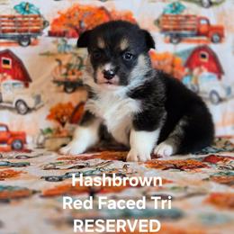 Hashbrown - Black and tan female Pembroke Welsh Corgi puppy in Briggsdale, Colorado from Lovebird Corgis
