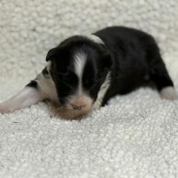 Garlin - Black & white male Australian Shepherd puppy in Bethany, Connecticut from Wynter Thyme Manor Australian shepherds