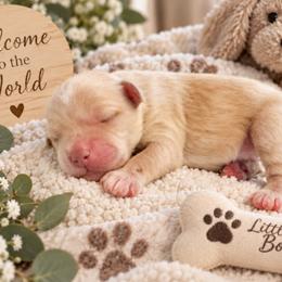 Tater - Cream male Cavapoo puppy in Myrtle Beach, South Carolina from Colorful-K9'S