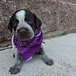 Girl 2 - Liver and white female German Wirehaired Pointer puppy in Potosi, Wisconsin from Point and Flush Gun Dogs