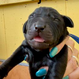 Mojave - Black male Labrador Retriever puppy in Mineral, Virginia from Canine Assist