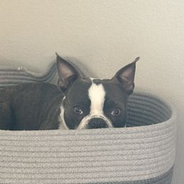 Boston Terriers from Little Miss and Mister Boston Terriers