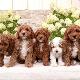 Assorted Doodle Crosses, Aussiedoodles, and Goldendoodles from Skyridge Doodles
