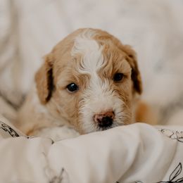 Jam - Fawn and white male Sheepadoodle puppy in Patterson, California from Dooling Doodles