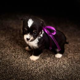 Girl 2 - Black and tan female Corgipoo puppy in Junction, Utah from Sugar Doodles