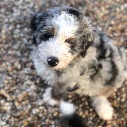 Bernedoodle Puppies from Gaston’s Posh Poodles and Doodles