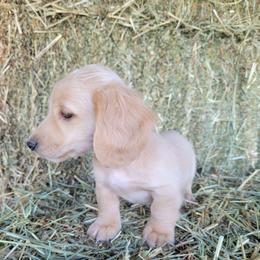 Frankie - Red male Dachshund puppy in Moses Lake, Washington from Dynamic Doxies