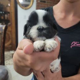 Girl 1 - Shih Tzu puppy from Keeper of the Stars