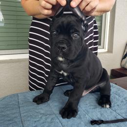 Dreams Come True - Black male Cane Corso puppy in Palm Coast, Florida from Northgold Cane Corso