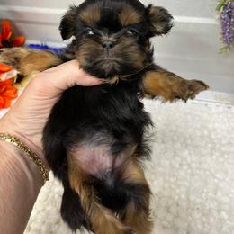 Peaches - Black and tan female Shih Tzu puppy in Elgin, South Carolina from Silver Bells Paw Prints