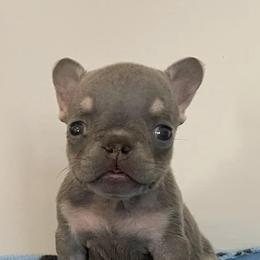 French Bulldogs from Love Ur Frenchie